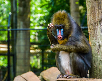 Close up of monkey eating tree in zoo