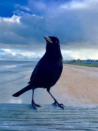 Close-up of bird perching on a land