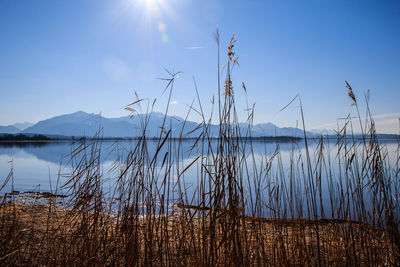 Close-up of grass by lake against sky during sunset