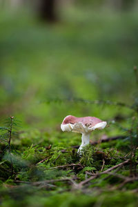 Close-up of mushroom growing on grassy field