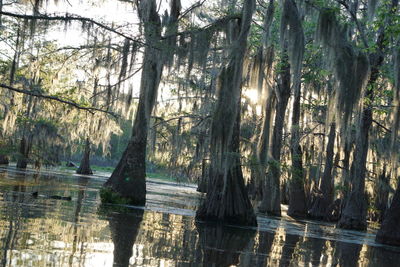 Scenic view of lake in forest