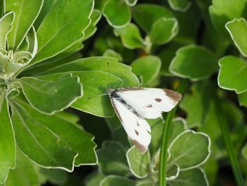 Close-up of butterfly on leaf