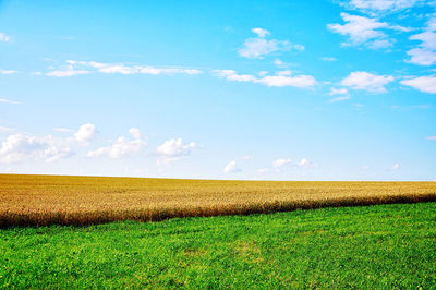 Scenic view of agricultural field against sky