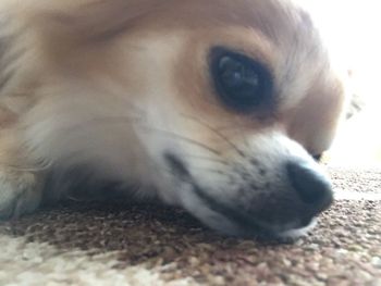 Close-up portrait of dog