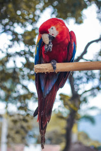 Low angle view of a bird perching on his claw