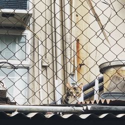 Close-up of metal fence against building