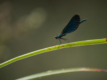 Close-up of insect on leaf against blurred background