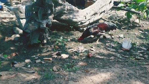 High angle view of birds on land