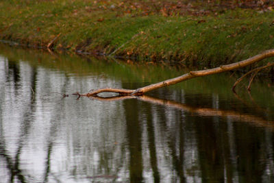 Driftwood in a lake