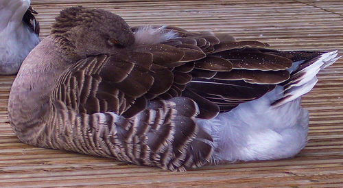 Close-up of pigeon perching on wood