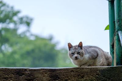 Cat looking away against sky