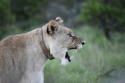 Side view of a cat looking away