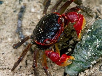 Closeup portrait of spider crab neosarmatium meinerti with claws, curieuse island, seychelles.