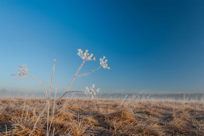 Close-up of dry plant on field against blue sky