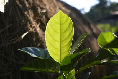 Close-up of leaves