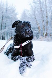 A dog from a shelter in the snow