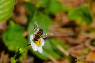 Close-up of butterfly pollinating on flower