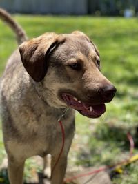 Close-up of a dog looking away