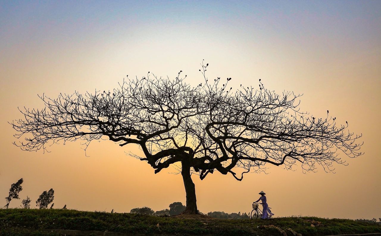 clear sky, silhouette, bare tree, sunset, landscape, field, tranquility, tree, tranquil scene, nature, copy space, beauty in nature, scenics, branch, sky, animal themes, bird, growth, outdoors, grass