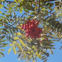 Low angle view of berries on tree