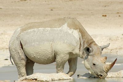 Dirty rhinoceros drinking water in lake