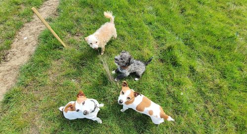 High angle view of dog on field