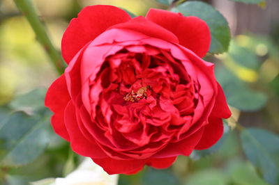 Close-up of red rose