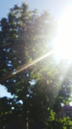 Low angle view of trees against sky