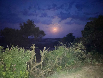 Plants growing on land against sky during sunset