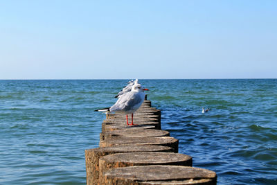 Seagull perching on wooden post in sea against clear sky