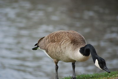 Close-up of a bird