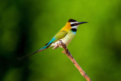 Close-up of bird perching on branch