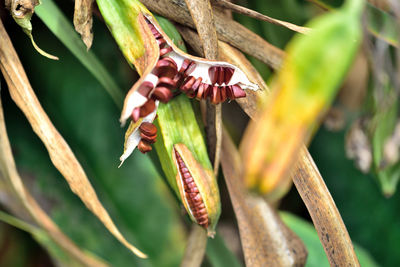 Close-up of insect on plant