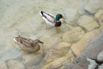 Mallard duck on water