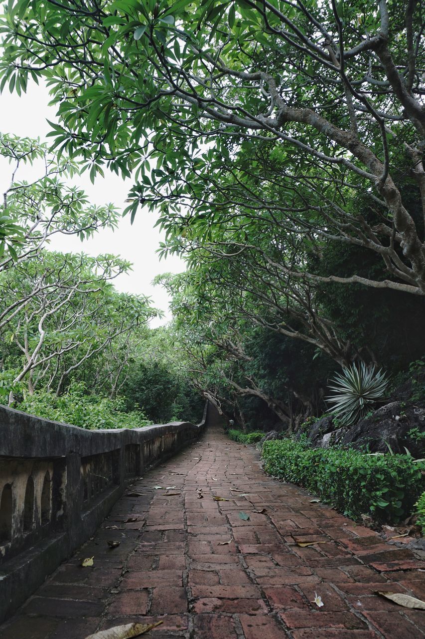 FOOTPATH IN FOREST