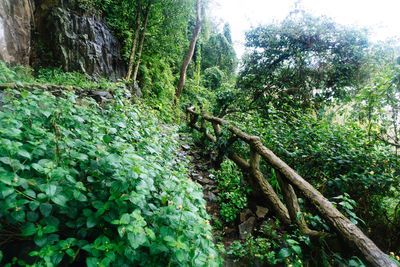 View of trees in forest