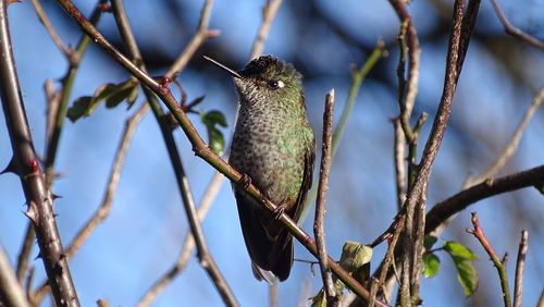 Low angle view of bird perching on tree