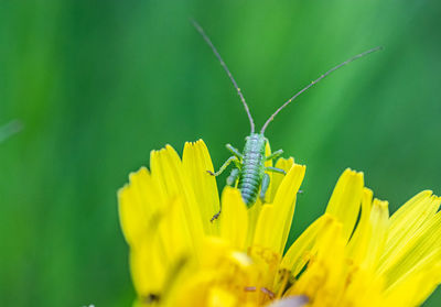 Close-up of insect on yellow flower