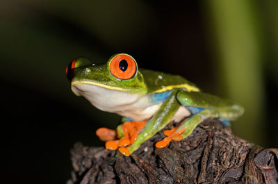 Red-eyed treefrog - agalychnis callidryas near sarapiqui river in costa rica