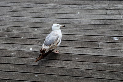 Close-up of seagull perching on wood