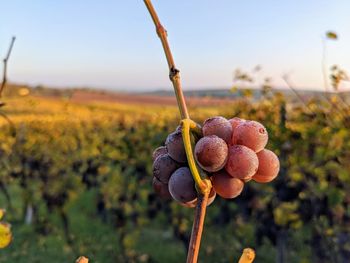 Frozen grapes in a vineyard in early morning