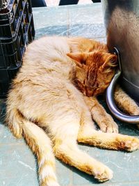 Close-up of a cat sleeping