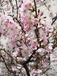 Close-up of cherry blossoms in spring