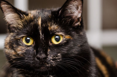 Close-up portrait of black cat