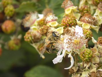 Close-up of bee on flower