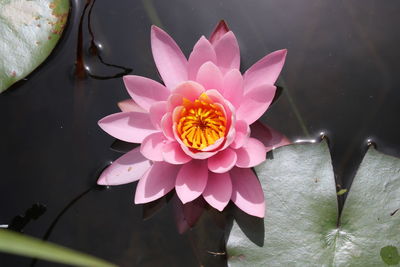 High angle view of pink water lily blooming outdoors