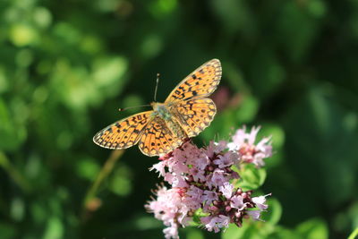 Close-up of butterfly pollinating on flower