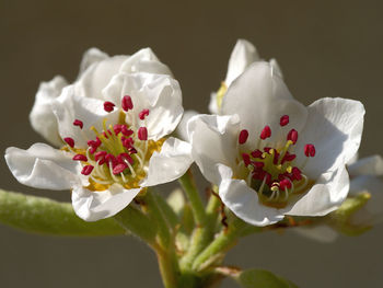 Close-up of white flowers