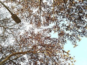 Low angle view of trees against clear sky