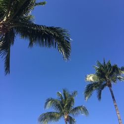 Low angle view of palm trees against clear blue sky